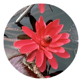 DAROUND 026 Water Lily Red